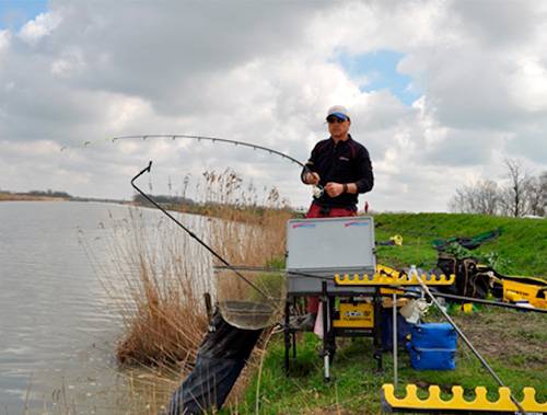 Canna Telica Feeder